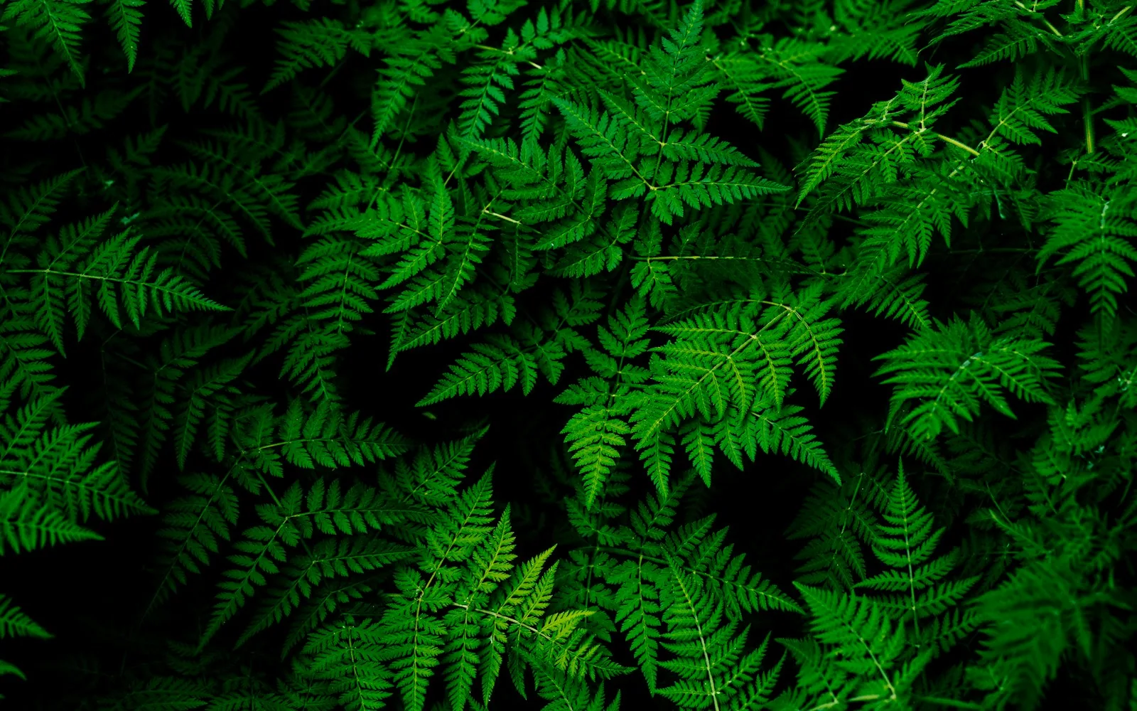 Lush green fern fronds in soft natural light